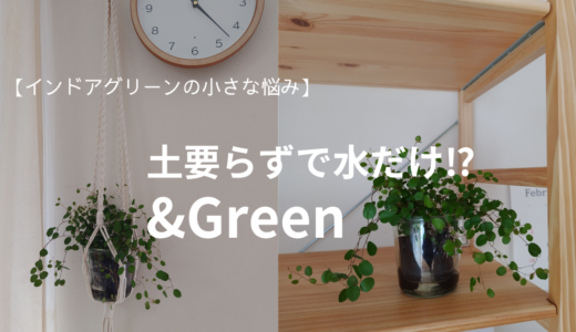 －インドアグリーンの小さな悩み－水だけで育つ観葉植物『＆Green』があります！